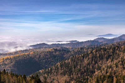 Panoramic view of trees in forest against sky