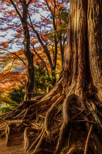 Low angle view of trees in forest