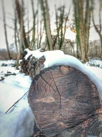 Close-up of snow covered tree trunk in forest