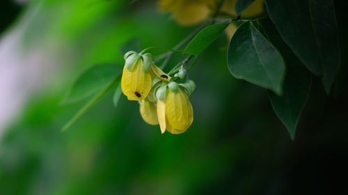 Close-up of yellow flowering plant