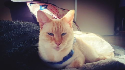 Portrait of a cat resting