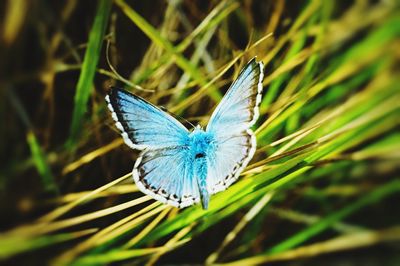 Close-up of butterfly on plant