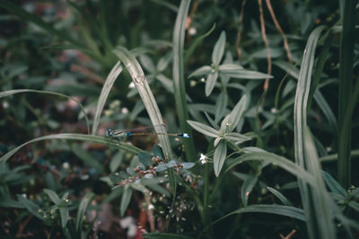 Close-up of wet plant