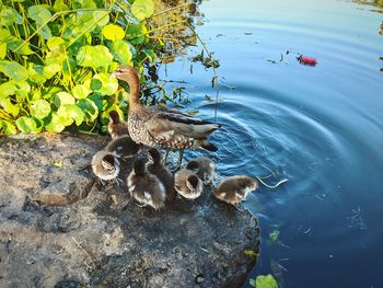 High angle view of bird swimming in lake