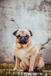 Portrait of pug dog