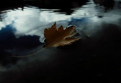 Close-up of dry leaf on water