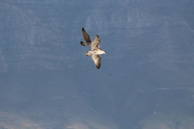 Seagull flying against sky