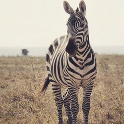 Close up of zebra crossing