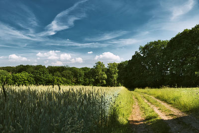 Scenic view of agricultural field against sky