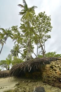 Low angle view of coconut palm trees against sky