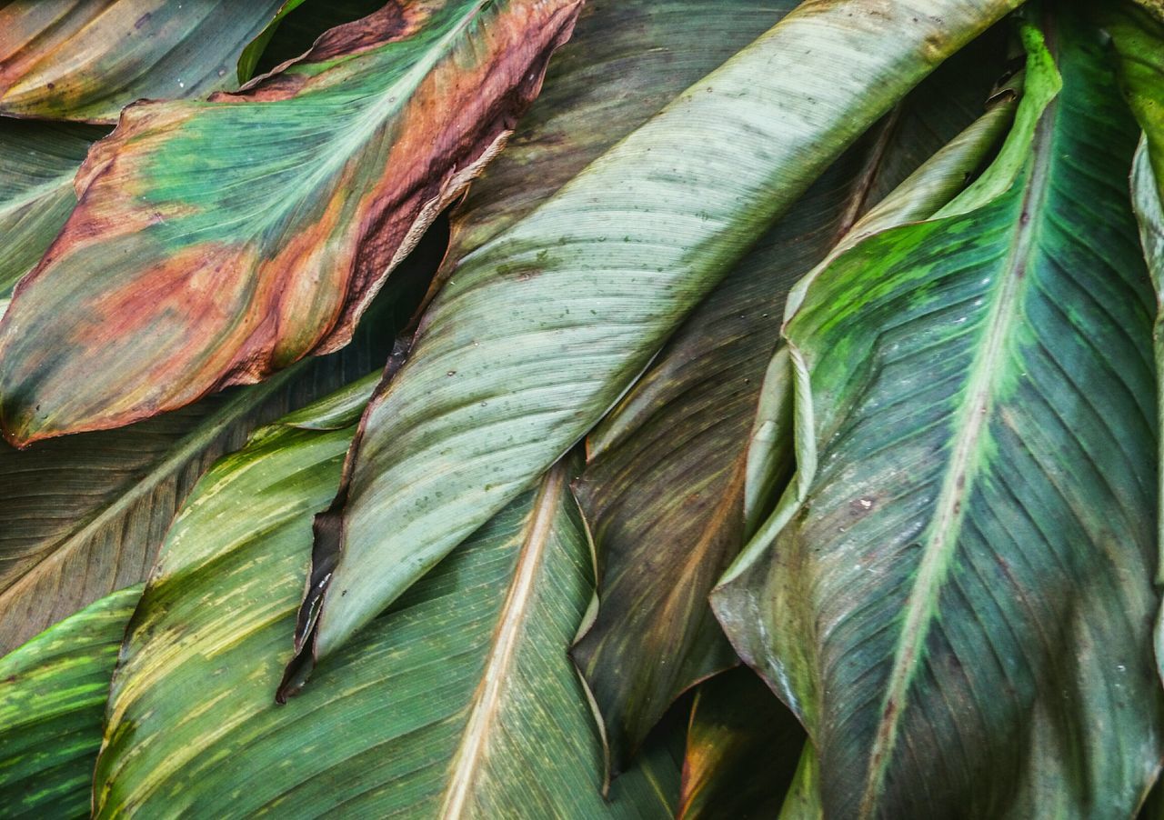 green color, leaf, growth, no people, backgrounds, close-up, full frame, day, nature, freshness, outdoors, palm tree, beauty in nature