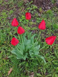 High angle view of red flowers growing in field