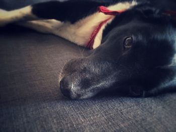 Close-up of dog resting