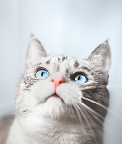 Close-up portrait of cat