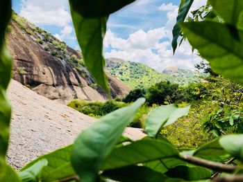 Close-up of plants growing on rock against sky