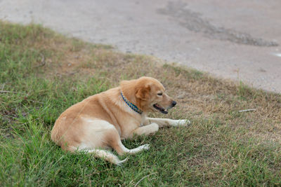 Dog resting on field