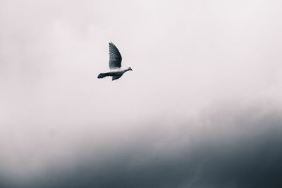 Low angle view of bird flying in sky