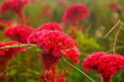 Close-up of red flowering plants