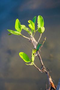 Close-up of plant