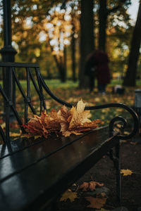 Autumn leaves on bench in park