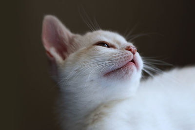 Close-up low angle view of white cat