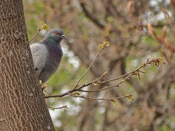 Bird perching on a tree