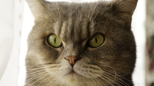 Close-up portrait of cat