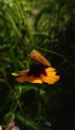 Close-up of butterfly pollinating on flower