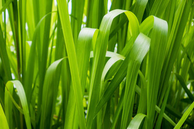 Close-up of green leaves