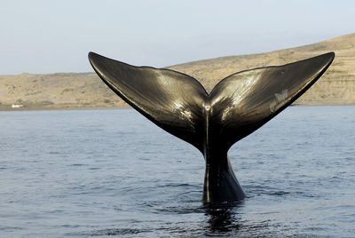 Whale in sea against clear sky