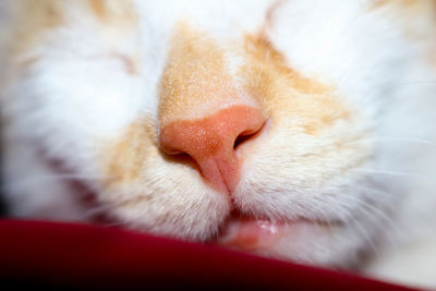 Close-up of cat sleeping