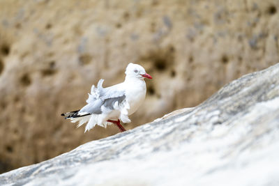 Close-up of bird perching on rock