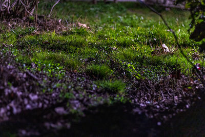 Close-up of moss growing on land
