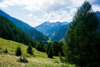 Scenic view of pine trees against sky