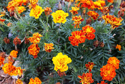 Close-up of yellow flowering plants