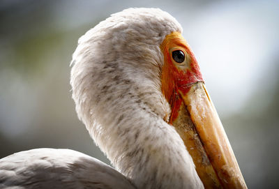 Close-up of bird