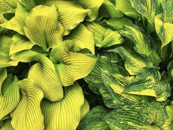 Full frame shot of fresh green leaves