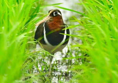 Close-up of bird perching on grass