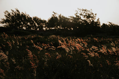 Scenic view of flowering trees on field against sky