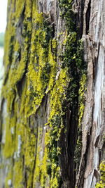 Close-up of tree trunk