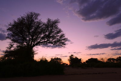 Silhouette of trees at sunset