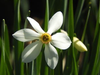 Close-up of white flowering plant