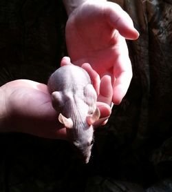 Close-up of playful rat on hands