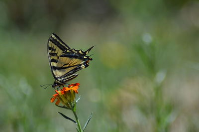 Close-up of butterfly pollinating on flower