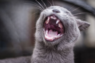 Close-up of cat yawning outdoors