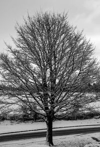 Bare tree in snow covered landscape