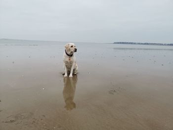 Dog standing on beach