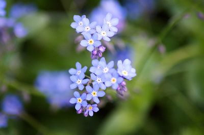 Close-up of flowers blooming outdoors