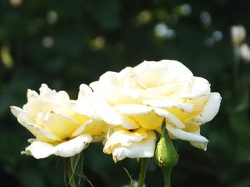 Close-up of white flowers blooming outdoors