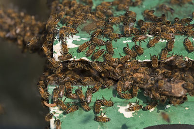 High angle view of bee on the sea